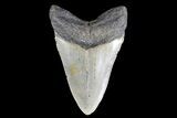 Megalodon Tooth - North Carolina #83969-2